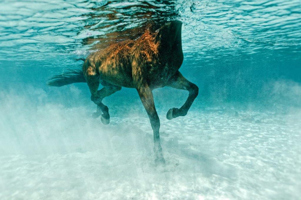 Seahorse, Little Armier 2012- 110X73.3CM WW-0221