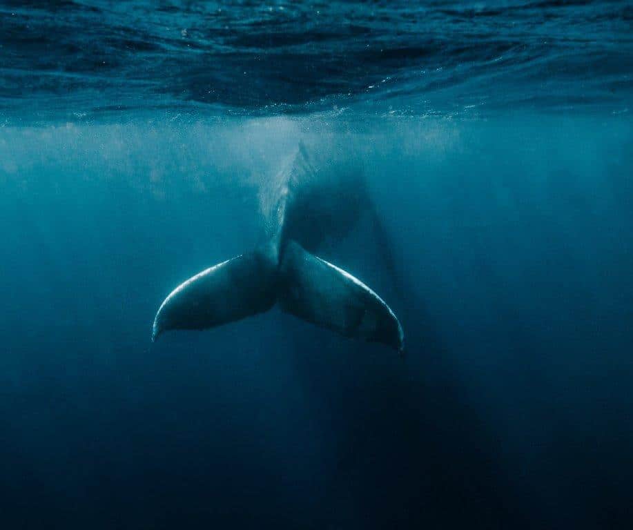 Humpback, Tonga 2018 - 110X73.3CM WW-0221