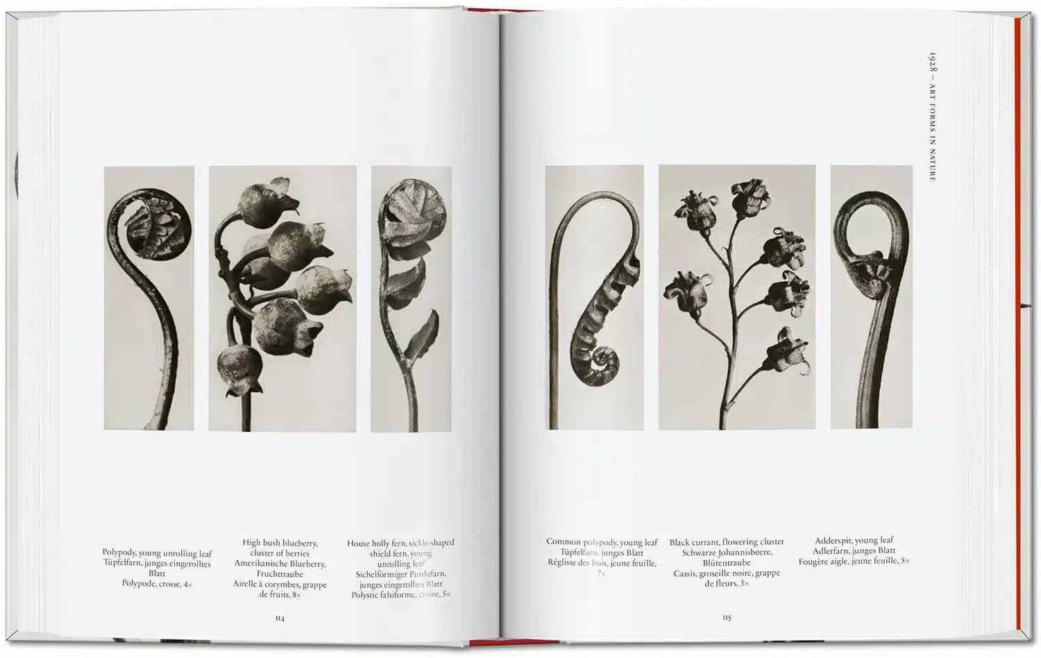 Karl Blossfeldt Complete Published 40TH 9783836598514