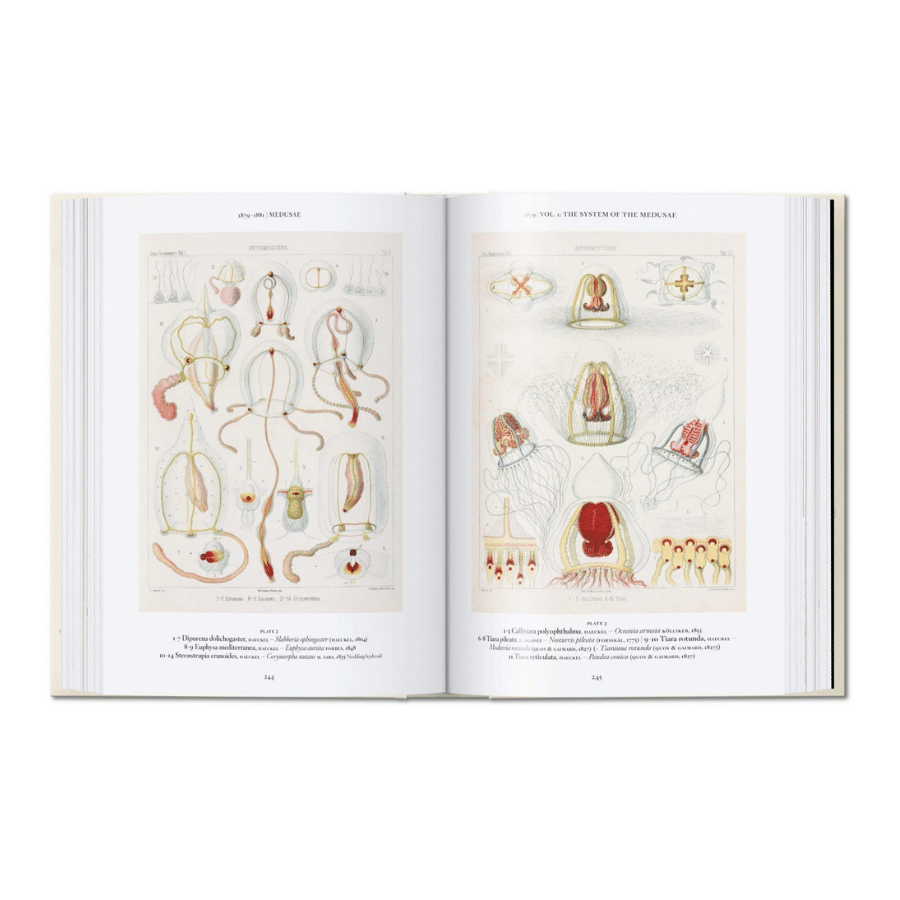 The Art & Science Of Ernst Haeckel - Xl 9783836526463