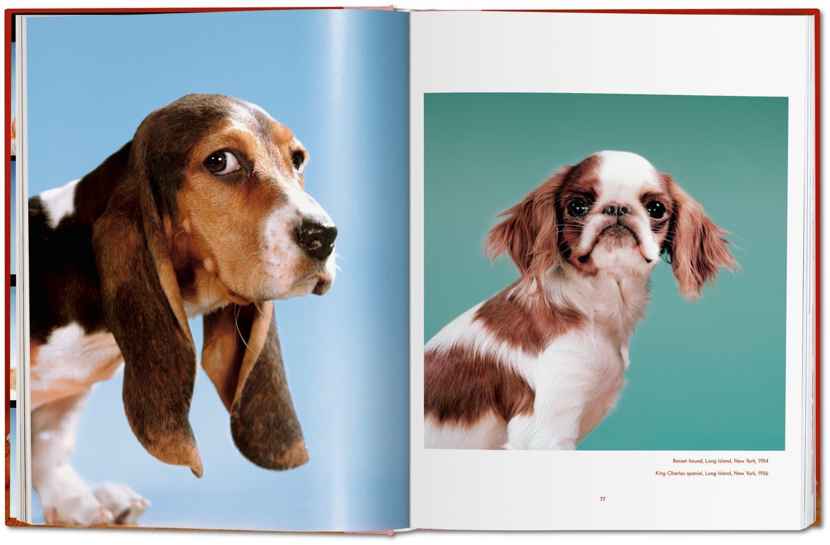 Dogs PHOTOGRAPHS1941-1991 9783836584296