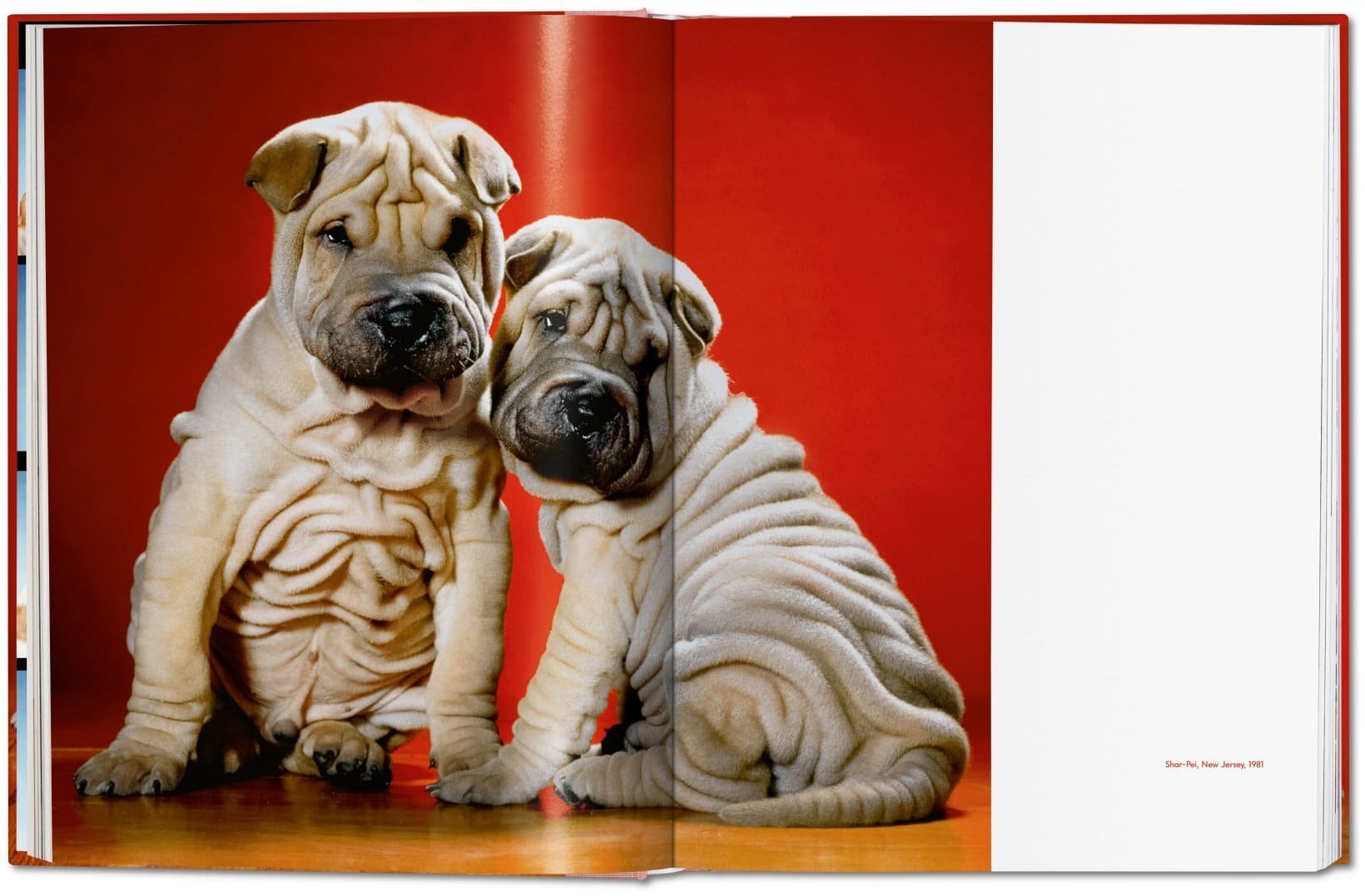 Dogs PHOTOGRAPHS1941-1991 9783836584296