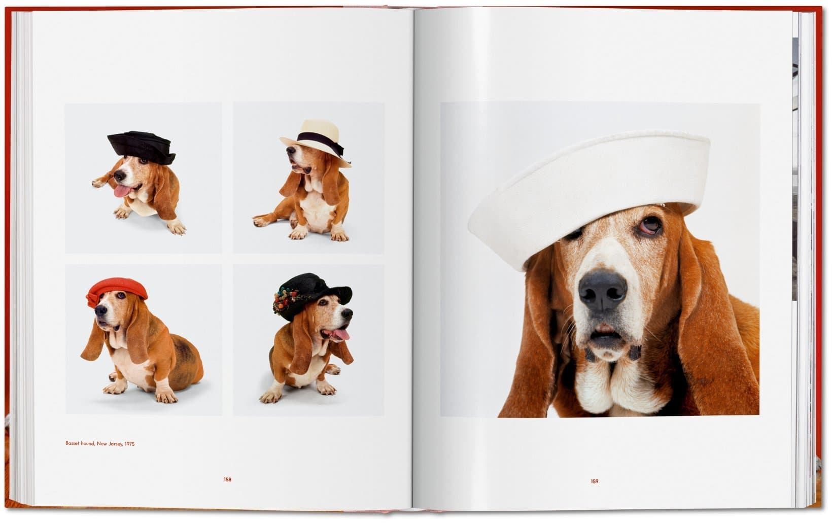 Dogs PHOTOGRAPHS1941-1991 9783836584296