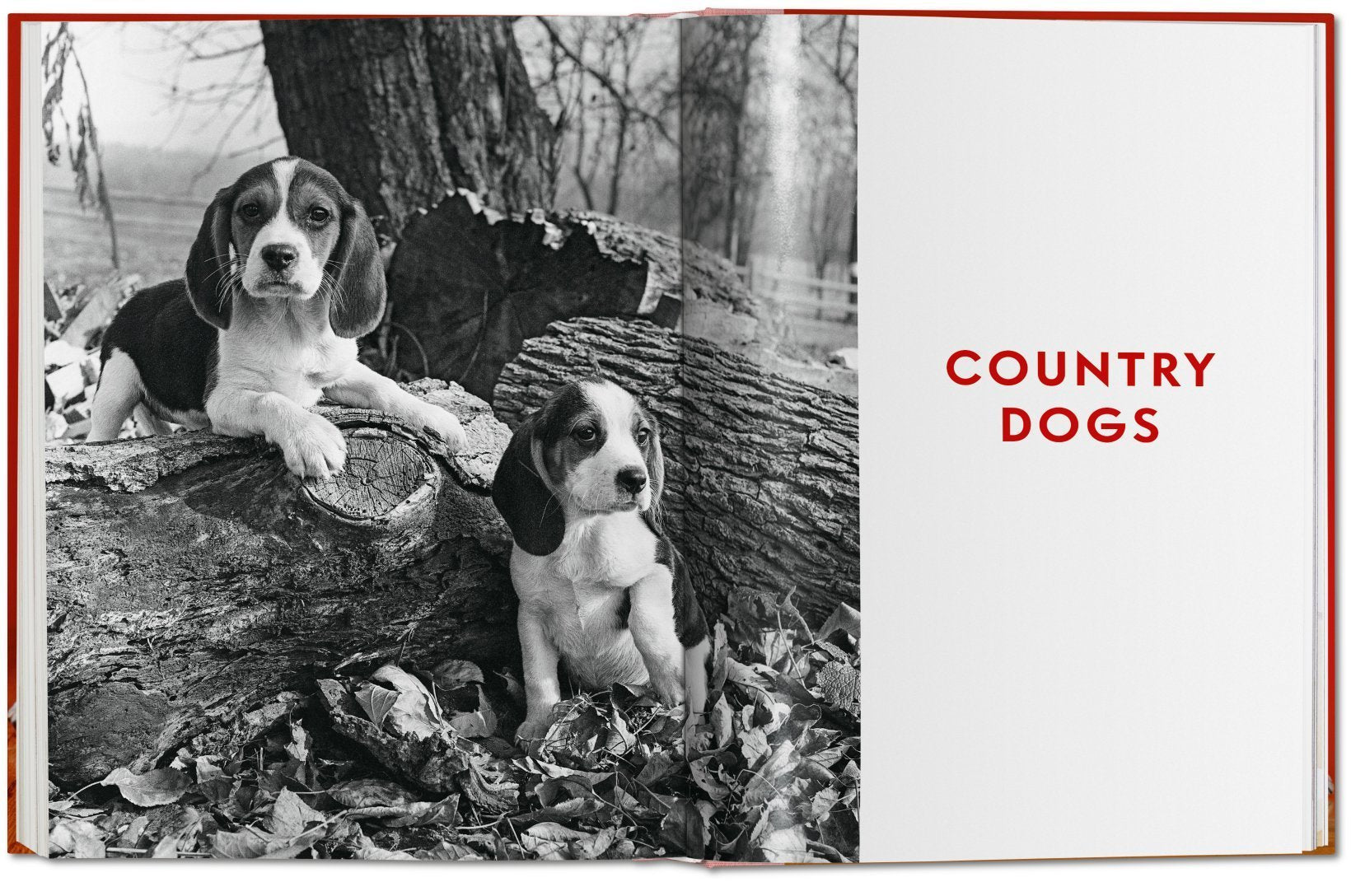 Dogs PHOTOGRAPHS1941-1991 9783836584296