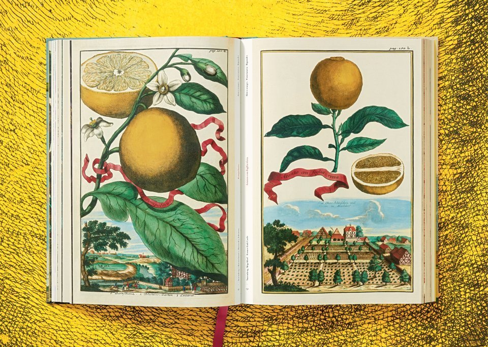 Citrus Fruits - Volkamer 9783836535250
