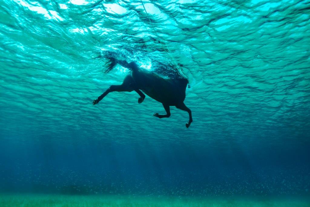 Seahorse In The Wild,ss 2012 -110X73.3CM WW-0221