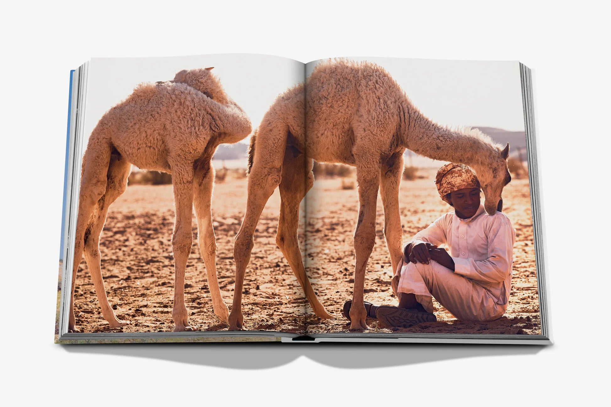 Camels From Saudi Arabia (CLASSIC) 9781649803672