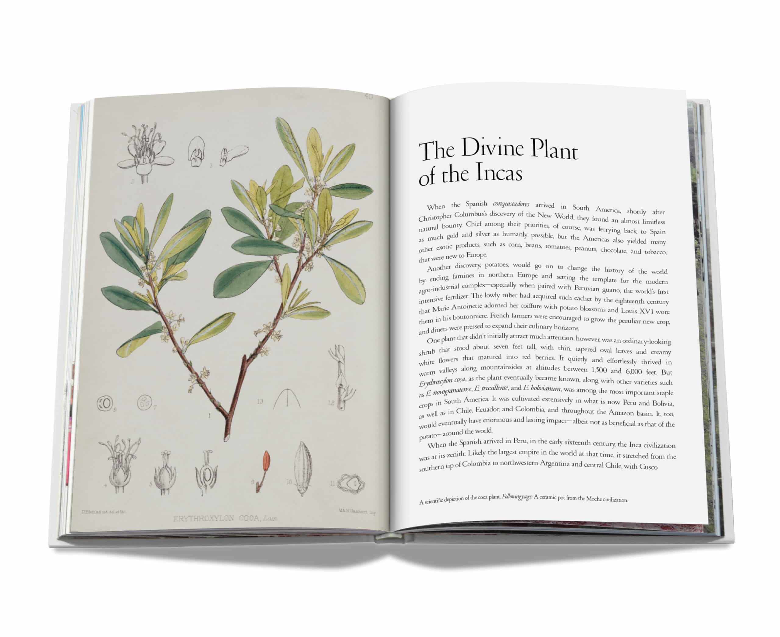 Cocain : History &amp; Culture 9781614287551