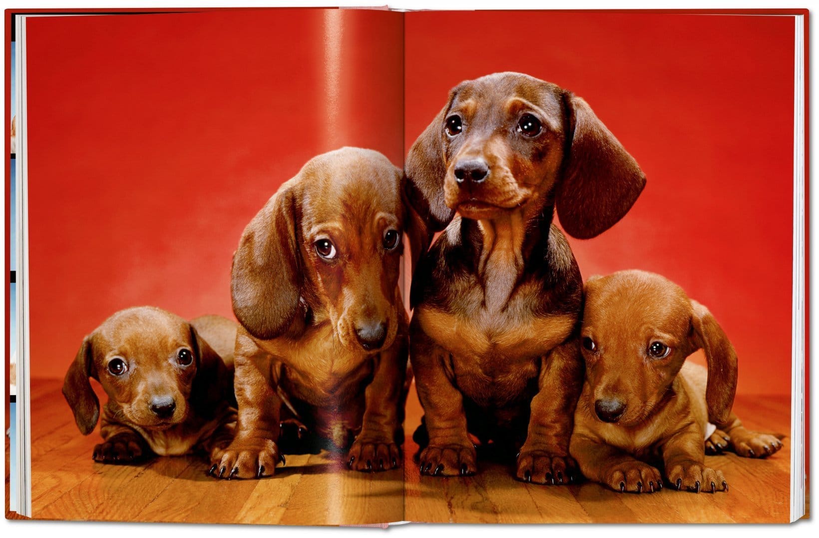 Dogs PHOTOGRAPHS1941-1991 9783836584296
