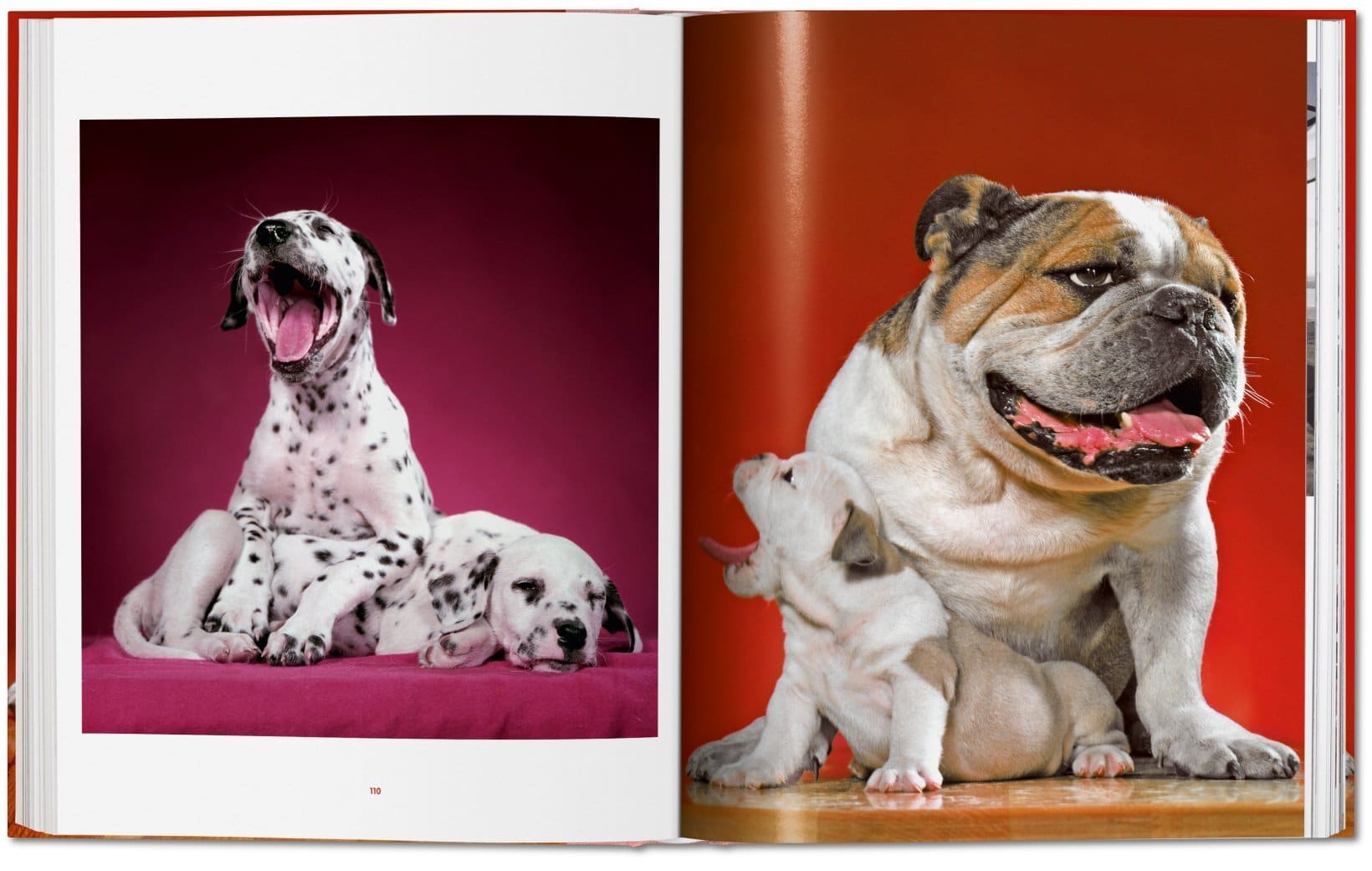 Dogs PHOTOGRAPHS1941-1991 9783836584296