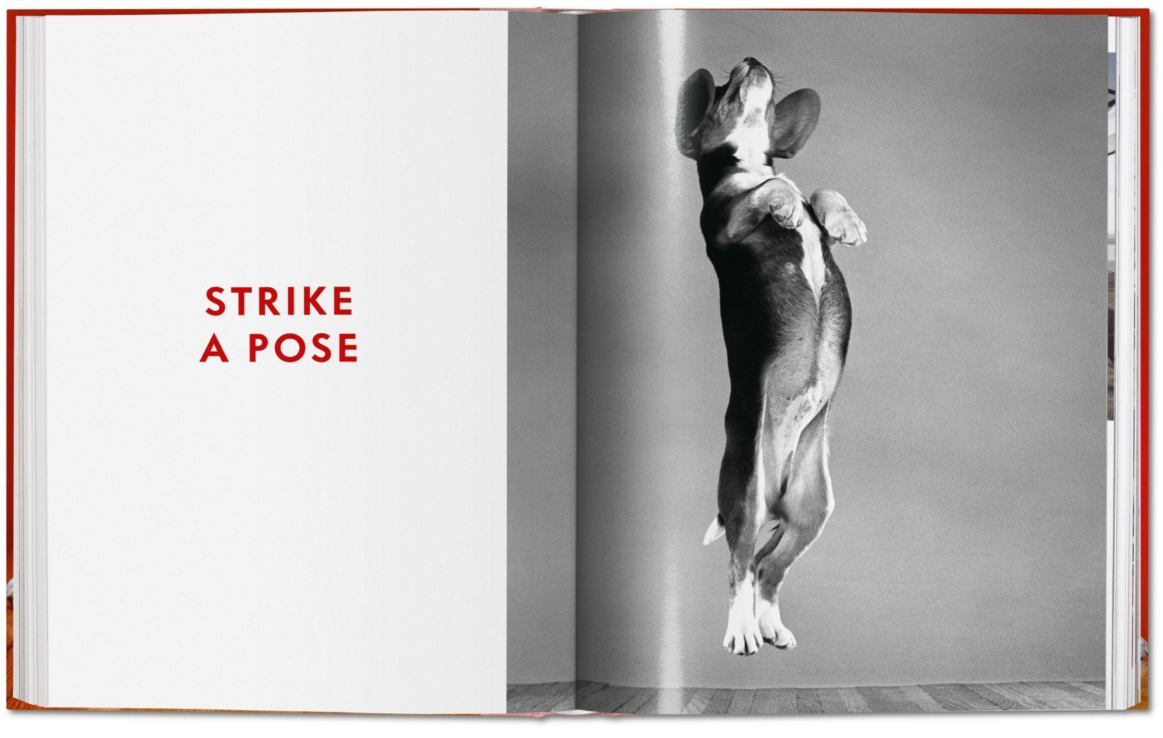 Dogs PHOTOGRAPHS1941-1991 9783836584296