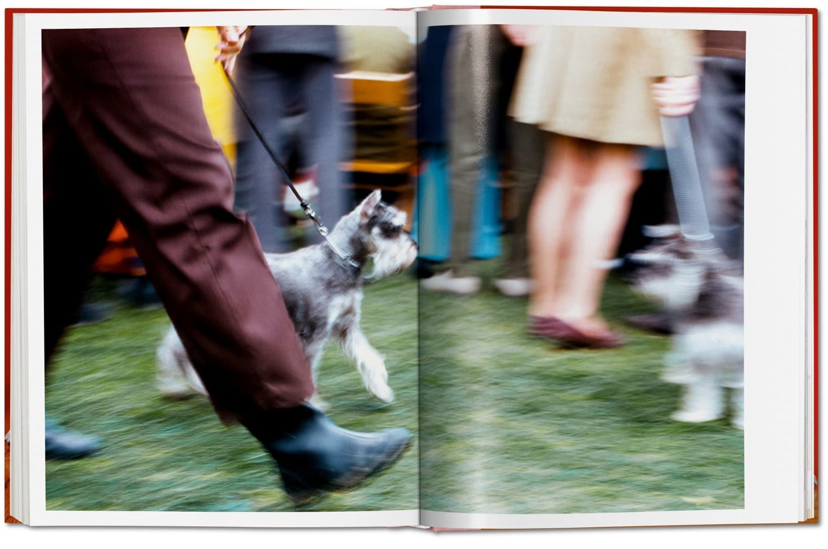 Dogs PHOTOGRAPHS1941-1991 9783836584296