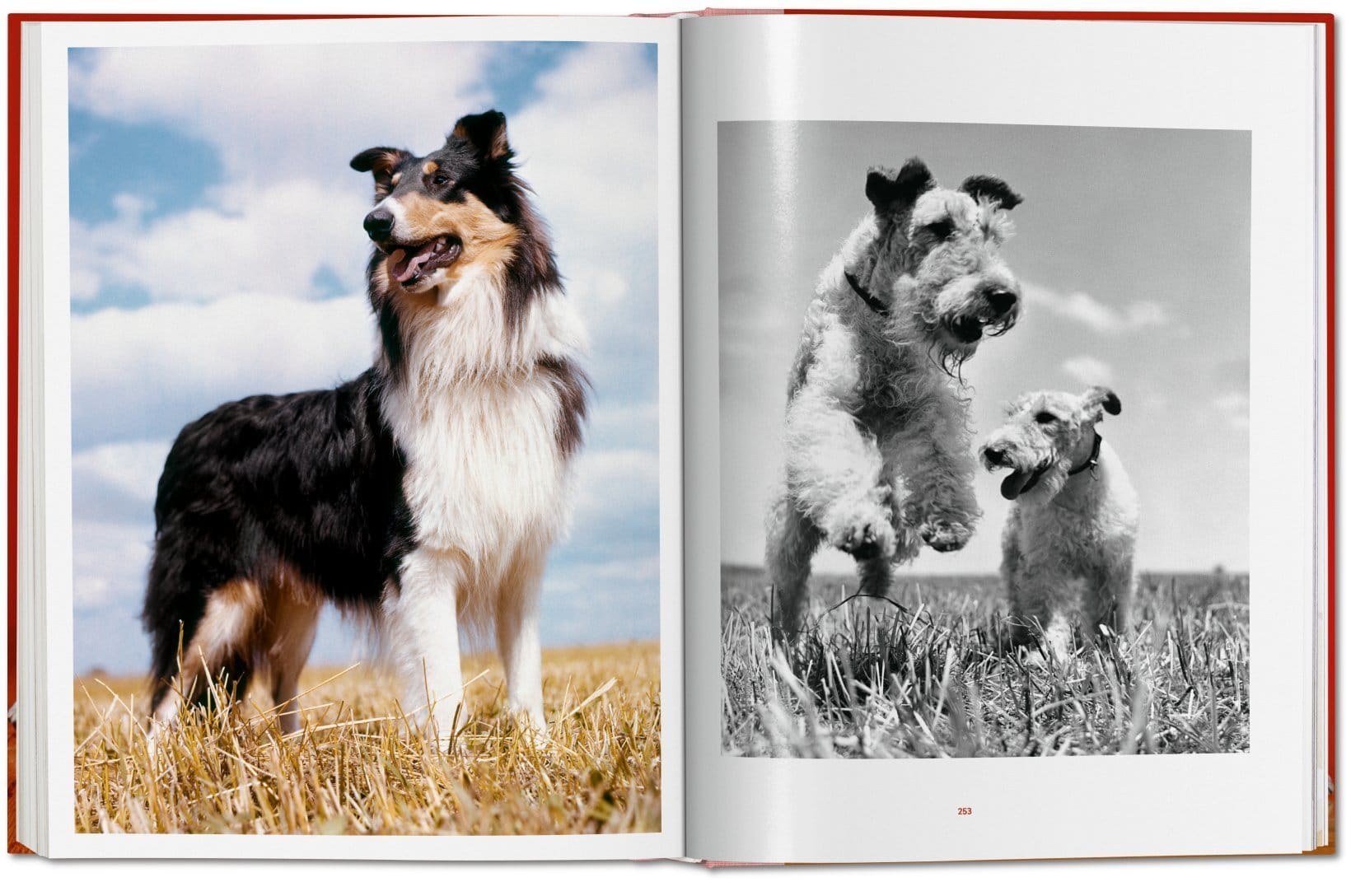 Dogs PHOTOGRAPHS1941-1991 9783836584296