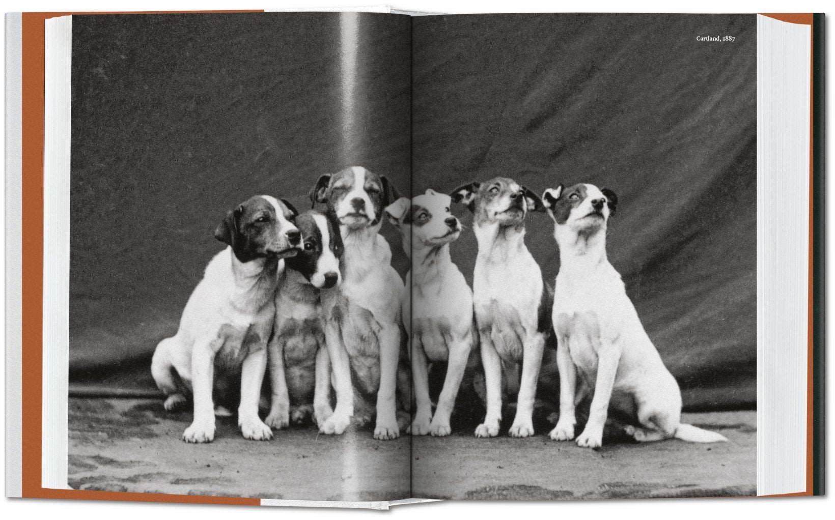 The Dog In Photography 9783836567473