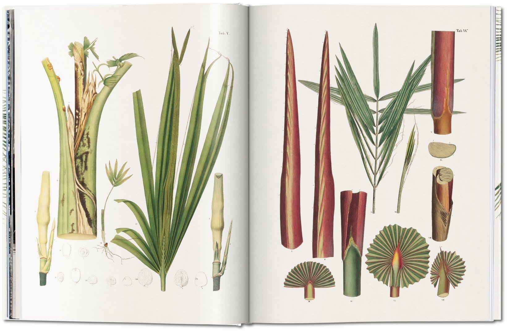 The Book Of Palms 9783836566148