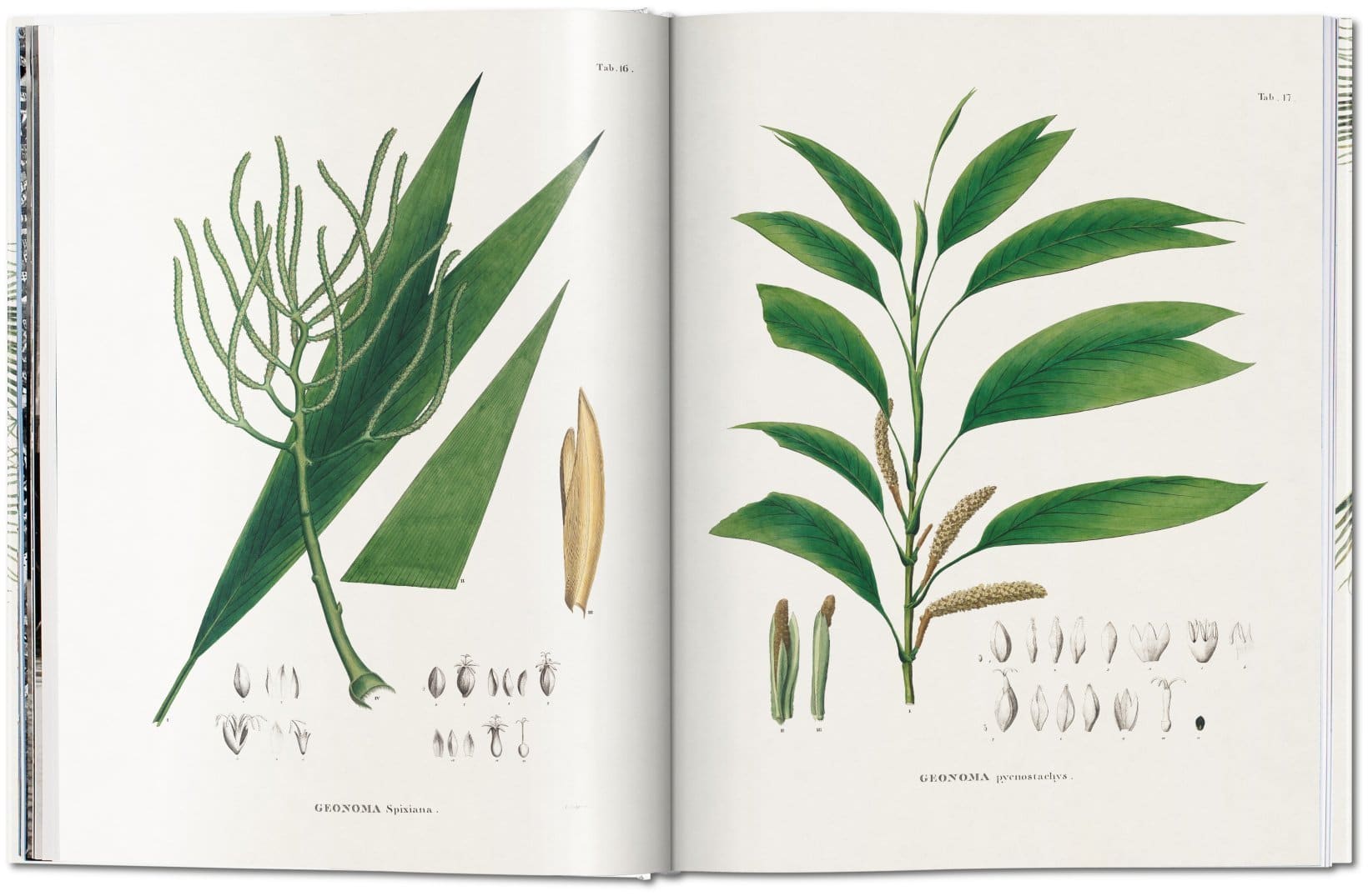 The Book Of Palms 9783836566148