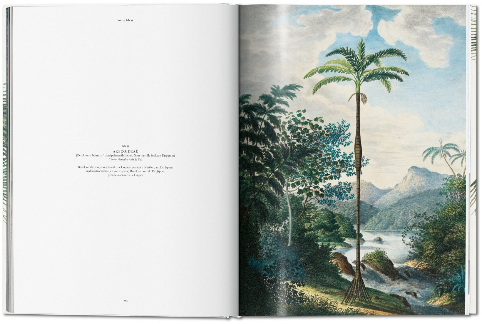 The Book Of Palms 9783836566148