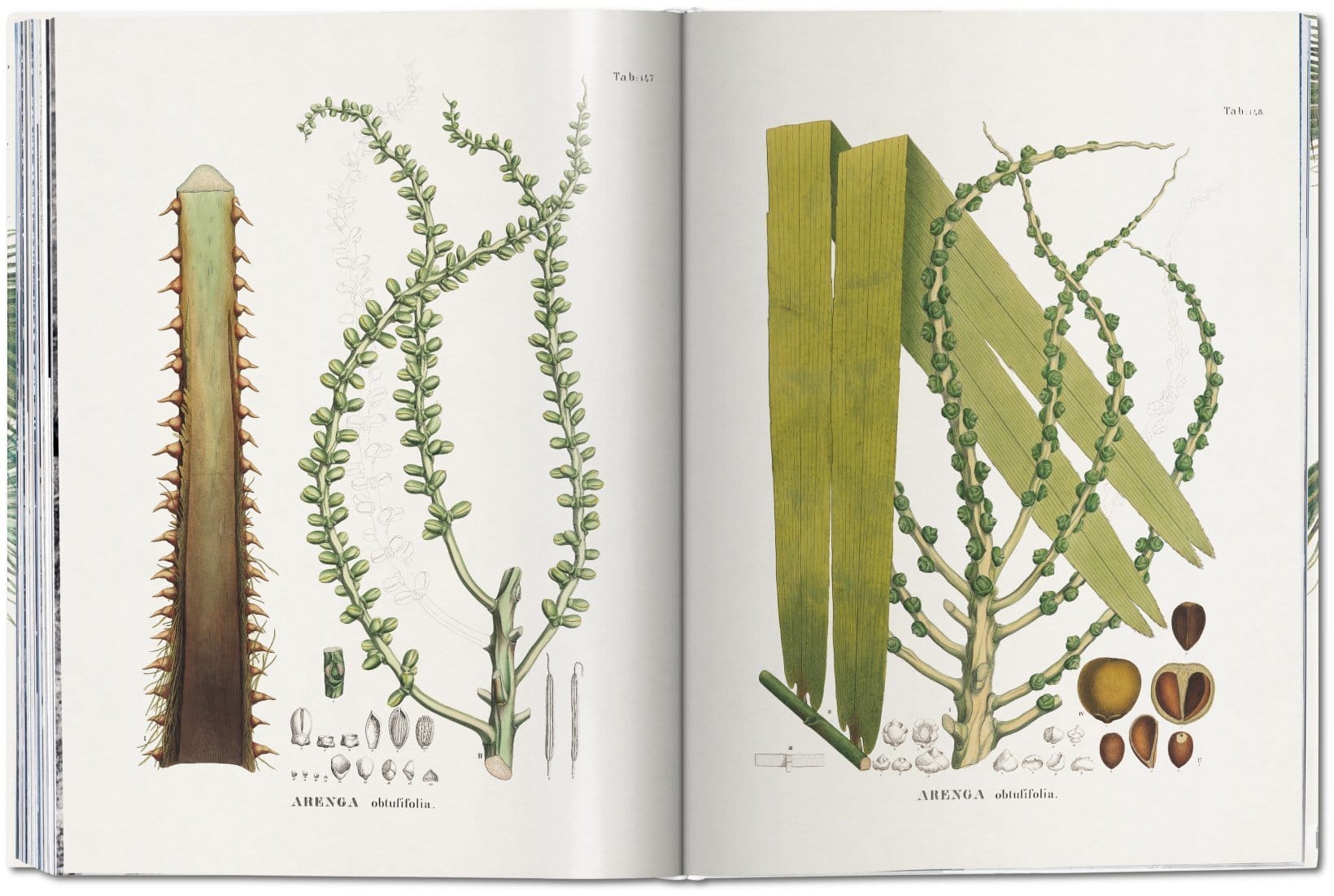 The Book Of Palms 9783836566148