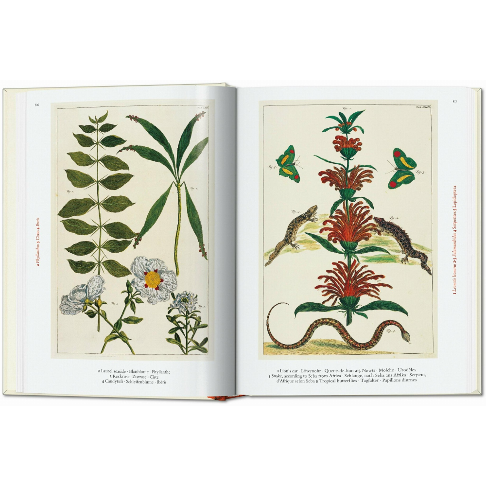 Seba. Cabinet of Natural Curiosities. 45th Ed.