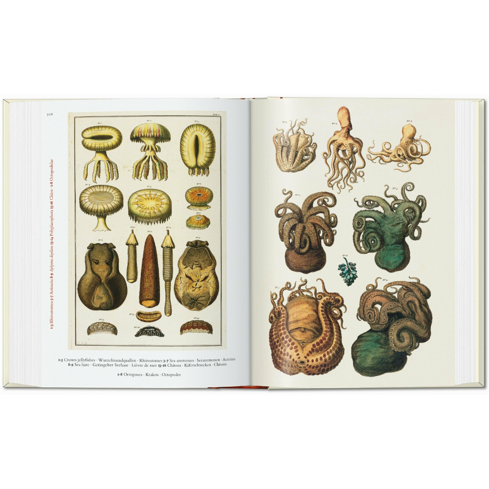 Seba. Cabinet of Natural Curiosities. 45th Ed.